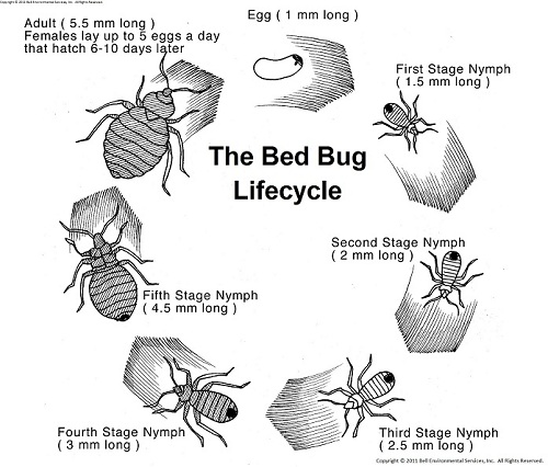 black bed bugs