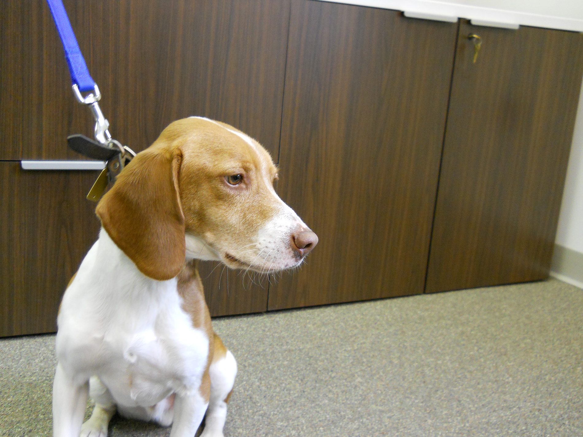Roscoe Workin' Finding Bed Bugs