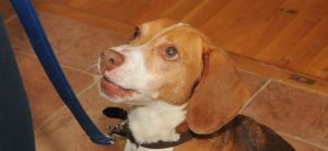 Roscoe Hunting Bed Bugs